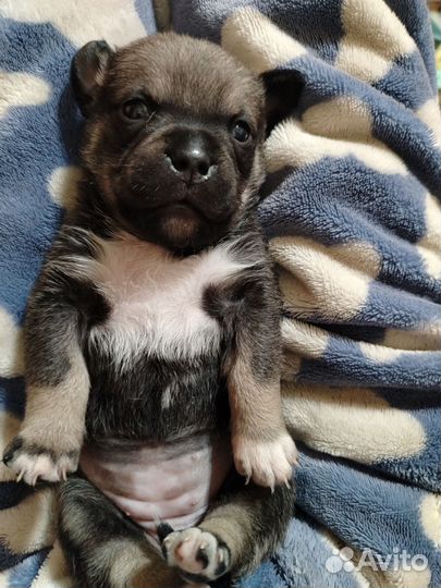 Щенок мопс