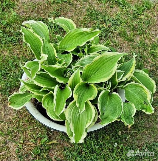 Многолетники: хосты, мох, маргаритки