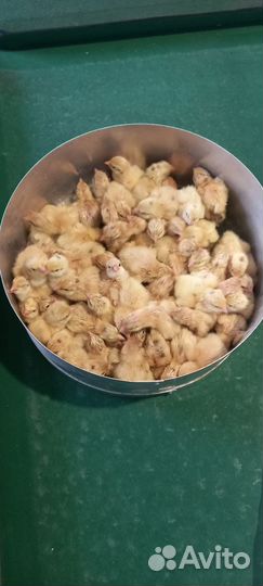 Перепела суточные