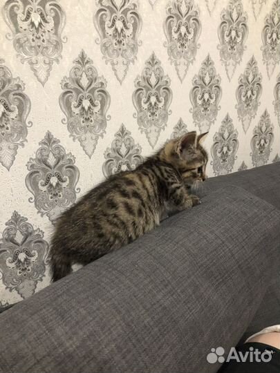 Кошечка