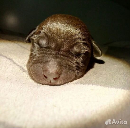 Кобель очень ищет себе невесту