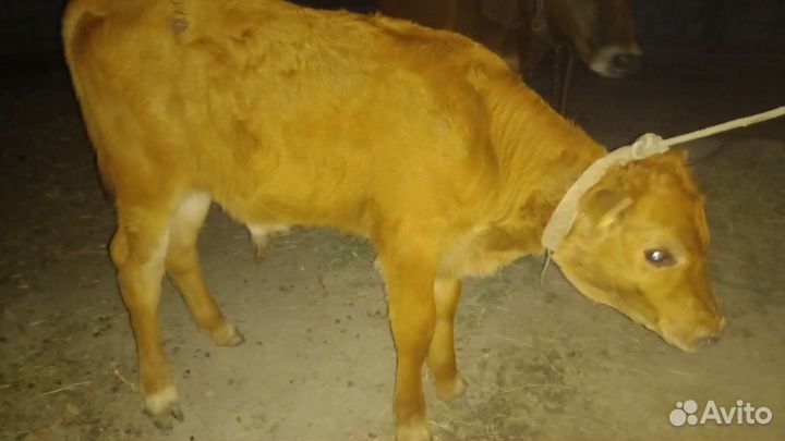 Телёнок бычок