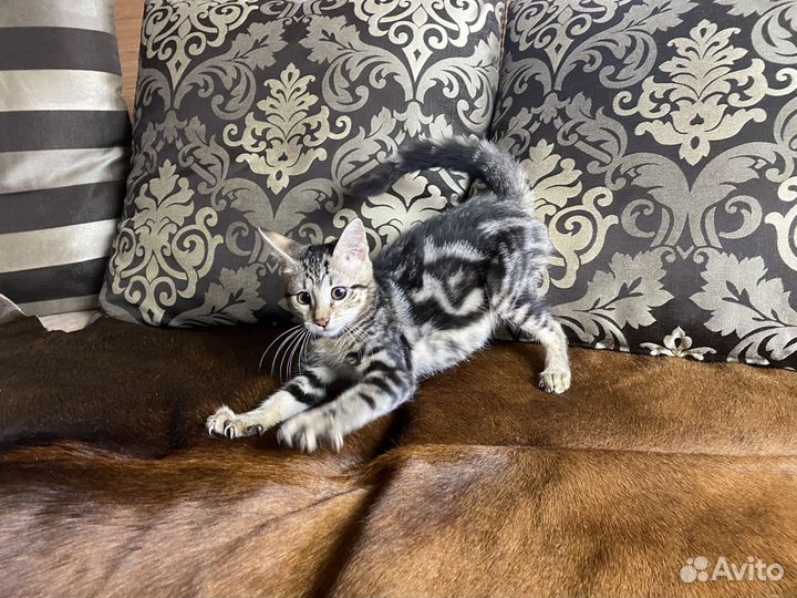 Роскошная Чаузи ф2 кошечка Монако