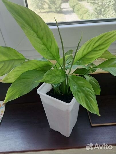 Спатифиллум