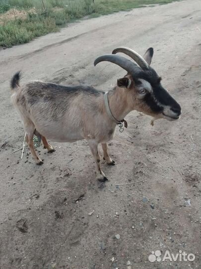 Коза дойная