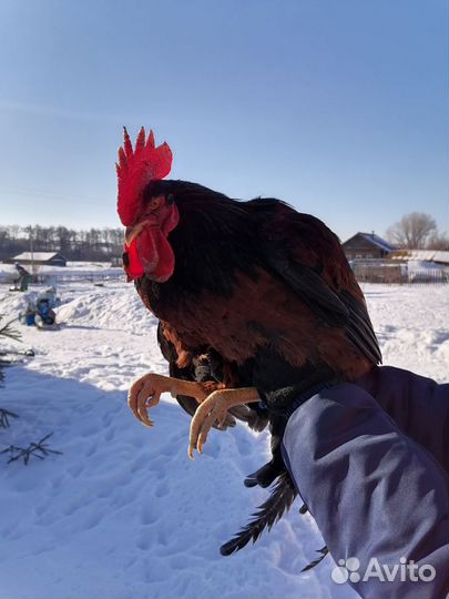 Молодые петухи