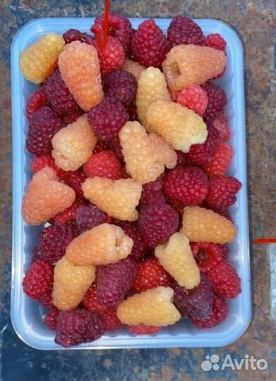 Ремонтантная малина Карамелька и Оранжевое чудо