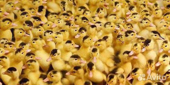 Продажа. Утята Мулард, Агидель, Фаворит Башкирская