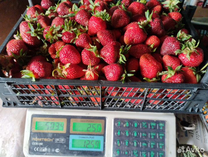 Верхопенский клубничный микс из более 30 сортов