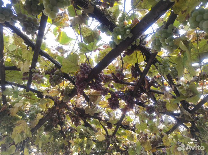Виноград на вино