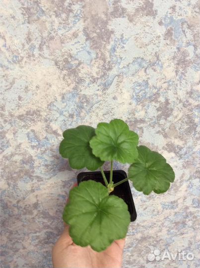 Пеларгонии набором