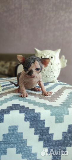 Котята сфинкс