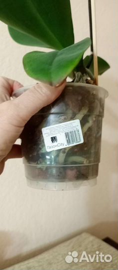 Орхидея фаленопсис