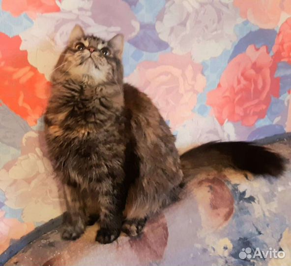 Камила, стерилизована