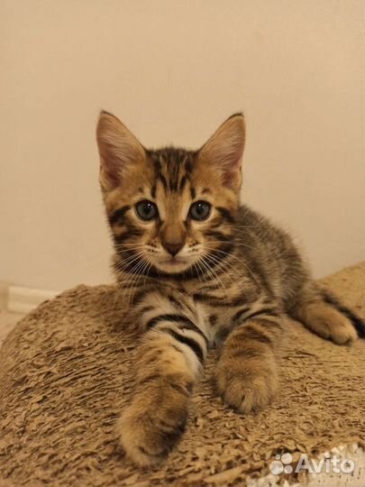 Бенгальские котята