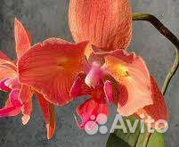 Орхидея взрослая Phal. Хиалинрадуга(peloric - 2 ey