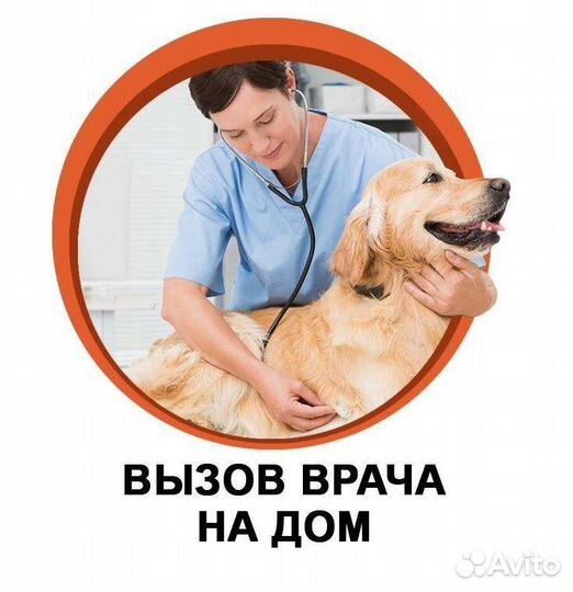 Ветеринарный врач на дом, паспорт быстро