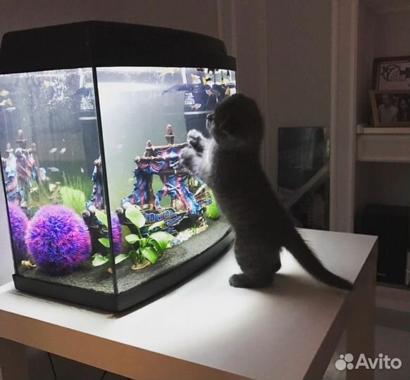 Аквариум