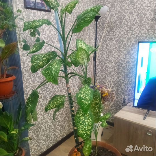 Диффенбахия