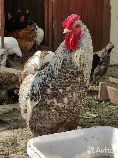 Петух молодой