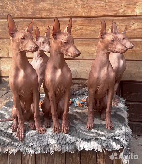 Перуанская голая собака щенки