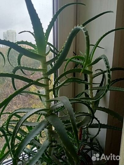 Алое древовидное - столетник