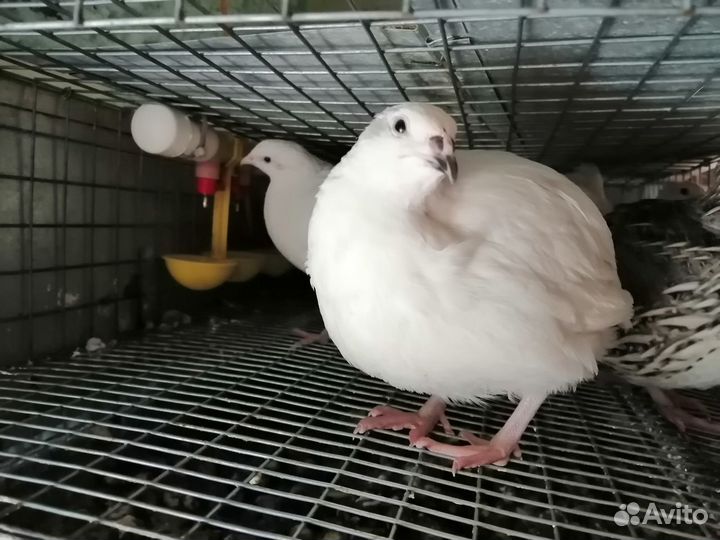 Перепелиные инкубационные яйца