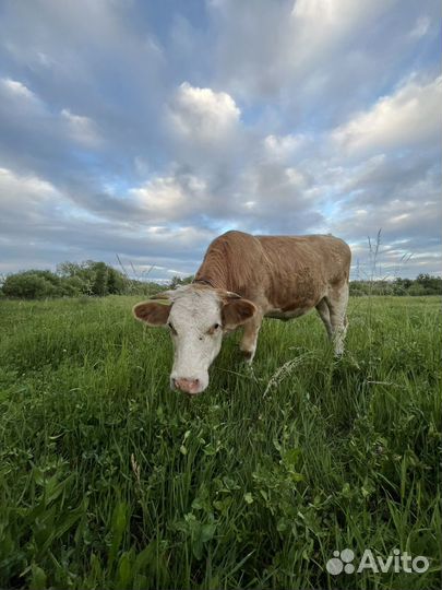 Телка стельная