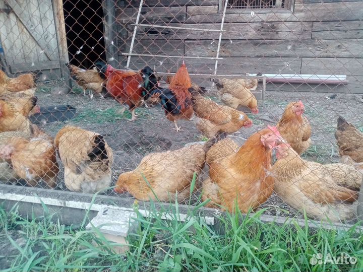 Инкубационное яйцо породистых кур, цыплята