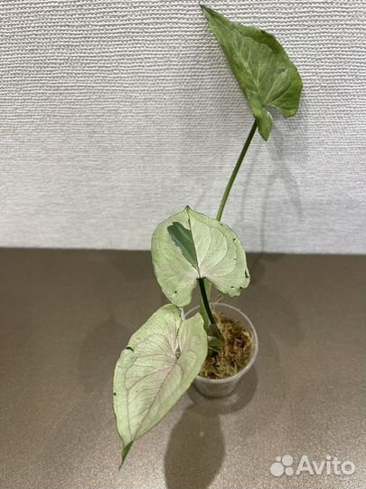 Сингониумы