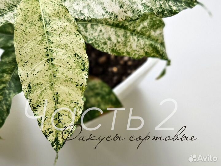 Фикусы сортовые часть 2
