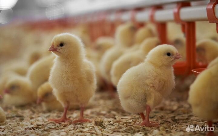 Оператор линии на птицефабрику/Вахта/Крым