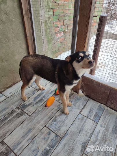 Метис хаски в добрые руки