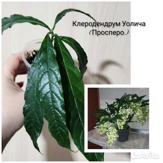 Домашние цветы