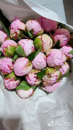 Пионы букет