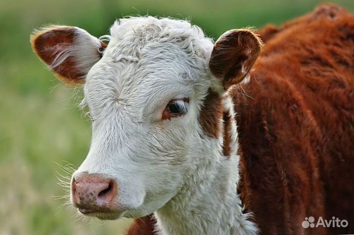 Здоровые телята для вашего бизнеса