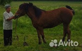 Продается лошадь