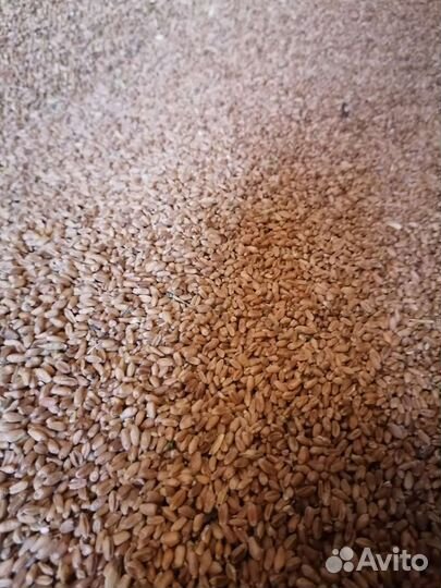 Ячмень Овёс Пшеница