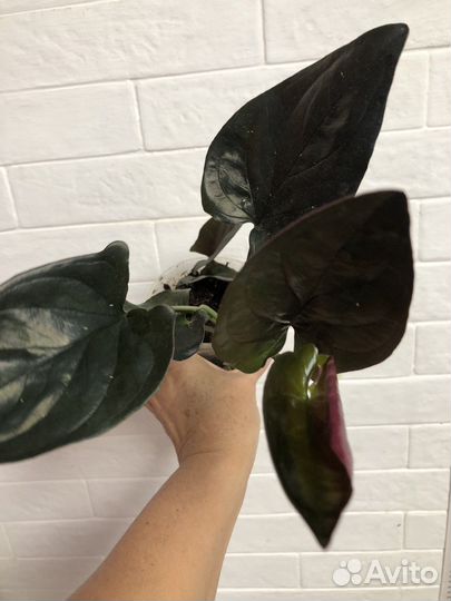 Стнгониум эритрофиллум Ред Эрроу