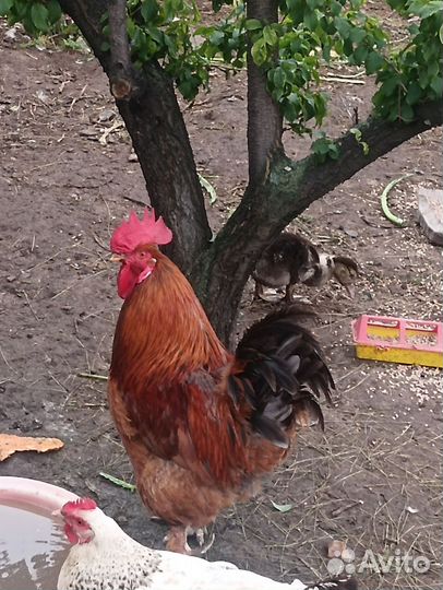 Петух домашний