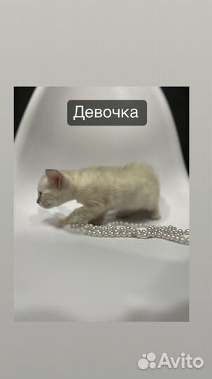Бенгальские котята