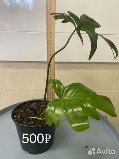Филодендрон Аглаонема комнатные цветы