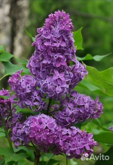 Сирень Привитая