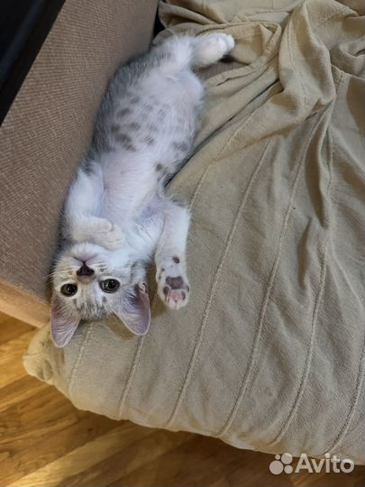 Котенок мальчик бесплатно