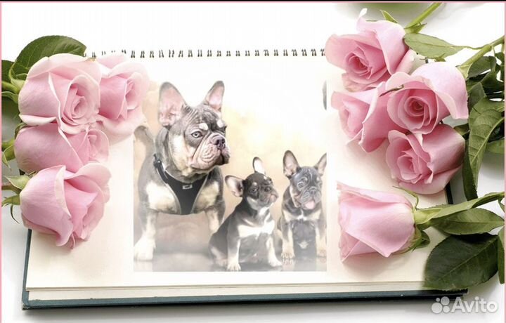 Вязка в Москве