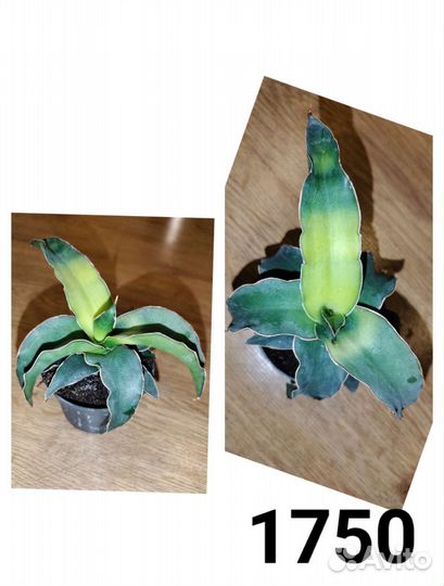 Суккуленты