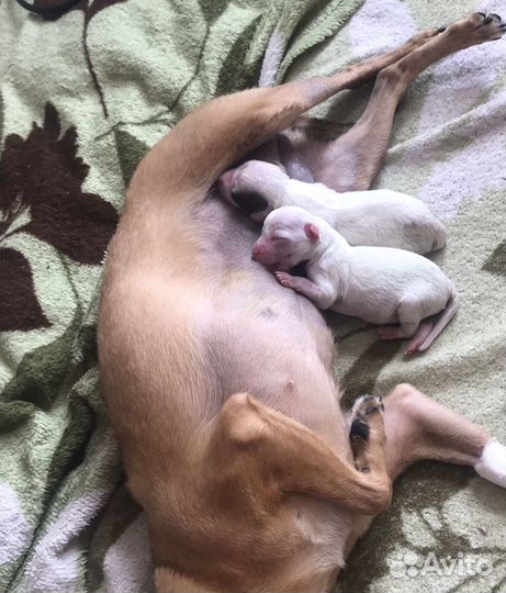 Щенки митисы