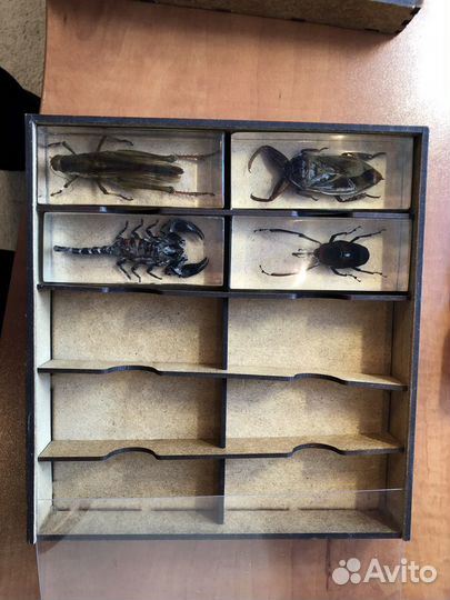 Познавательная коллекция «Жуки»