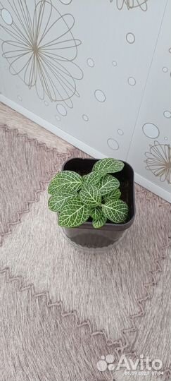 Комнатные растения цветы