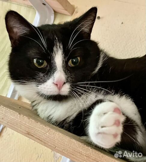 Молоденький котик ищет семью